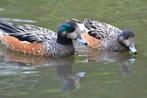 Siereenden Chilismient (koppel), Dieren en Toebehoren, Meerdere dieren, Eend