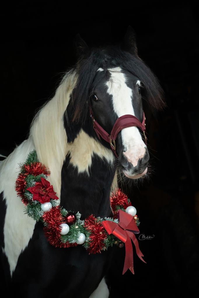 Kerstkrans, Dieren en Toebehoren, Pony's