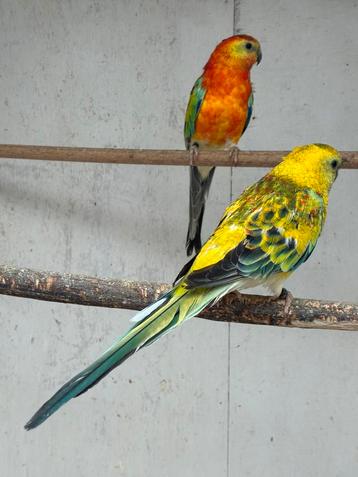 Roodrugparkiet beschikbaar voor biedingen