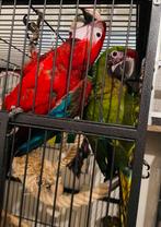 Koppel handtam ara’s 2025, Dieren en Toebehoren, Meerdere dieren, Papegaai, Pratend