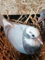 Jonge sierduifjes, Animaux & Accessoires, Oiseaux | Pigeons
