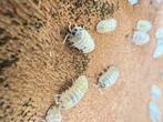 Armadillidium vulgare „Toverdrank”, Overige soorten