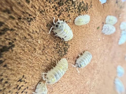Armadillidium vulgare „Toverdrank”, Dieren en Toebehoren, Insecten en Spinnen, Overige soorten