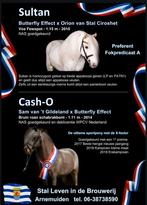 Ter dekking aangeboden 2 ggk appaloosa hengsten, Dieren en Toebehoren, Hengst