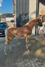 Haflinger Veulen en 2 jarige hengst!, Dieren en Toebehoren, Paarden, Hengst, M