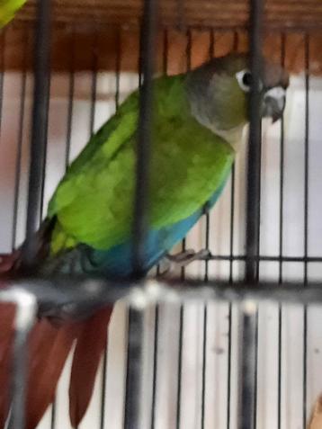 Conure molinae epp disponible aux enchères