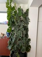 Monstera Deliciosa, Ophalen, 200 cm of meer, Overige soorten, Halfschaduw