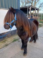 Mega grote shetlander ruin 3 jaar, Dieren en Toebehoren, Paarden, Ruin, Met stamboom, 3 tot 6 jaar