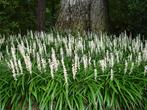 Liriope Monroe White, Tuin en Terras, Planten | Tuinplanten, Ophalen, Vaste plant