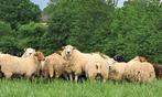 Moutons pour la Fête, Mouton, Plusieurs animaux