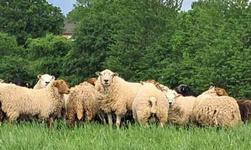 Moutons pour la Fête, Animaux & Accessoires, Moutons, Chèvres & Cochons, Mouton, Plusieurs animaux