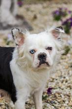 Herplaatser Franse Bulldog teefje, Dieren en Toebehoren, België, Fokker | Hobbymatig, Teef, Meerdere