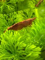 Rode garnalen, Dieren en Toebehoren, Vissen | Aquariumvissen