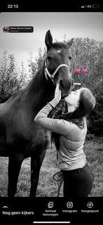 Halve stal gezocht/bijrijder aangeboden, Dieren en Toebehoren