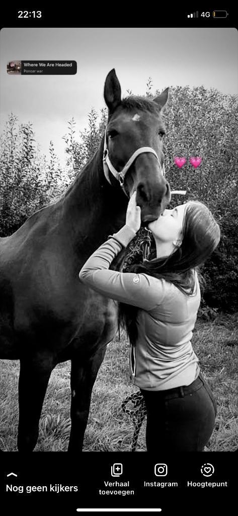 Halve stal gezocht/bijrijder aangeboden, Dieren en Toebehoren, Paarden