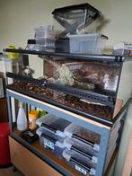 exoterra terrarium 90 x 45 x 30 cm, Ophalen, Gebruikt, Terrarium of Paludarium