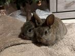 Dwergkonijntjes zeer tam, Dieren en Toebehoren, Konijnen