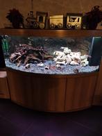 Aquarium, Dieren en Toebehoren, Vissen | Aquaria en Toebehoren, Ophalen, Zo goed als nieuw, Gevuld zoetwateraquarium