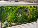 Volledig ingericht aquarium Aquatlantis met vissen 120x60x50, Gebruikt, Ophalen, Gevuld zoetwateraquarium