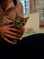Kitten (poes), Kat