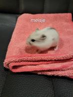 Russische dwerghamsters, Dieren en Toebehoren, Knaagdieren, September, Vrouwelijk, Hamster