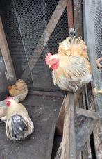 Cochin cherche une nouvelle maison, Mâle, Poule ou poulet