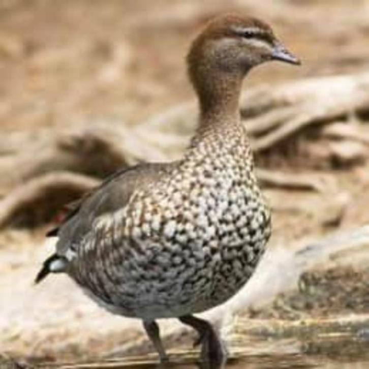 manengans @ paradijshof, Dieren en Toebehoren, Pluimvee, Gans of Zwaan, Meerdere dieren