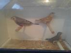 Bandvink, Dieren en Toebehoren, Meerdere dieren, Tropenvogel, Geringd