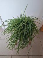 Grande plante suspendue, Enlèvement