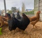Legkippen en kuikens (hennetjes) te koop, Meerdere dieren