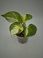 Epipremnum happy leaf, Ophalen of Verzenden