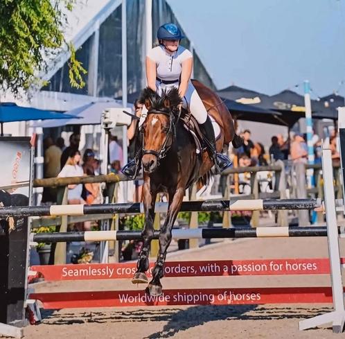 Doorrijden, uitbrengen, zadelmak maken, Dieren en Toebehoren, Paarden
