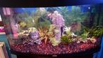 Aquarium vision juwel 180 liter, Dieren en Toebehoren, Ophalen, Gebruikt, Leeg aquarium