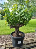 Druivelaar Bonsai - Vitis Vinifera, Tuin en Terras, Planten | Fruitbomen, Ophalen