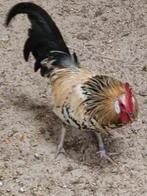 pluimvee, Dieren en Toebehoren, Meerdere dieren, Kip