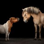 Halve stal paarden aangeboden, Dieren en Toebehoren