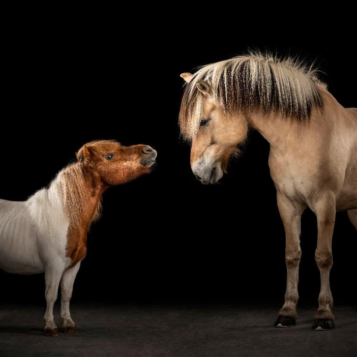 Halve stal paarden aangeboden, Dieren en Toebehoren, Paarden