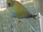 koppel halsbanden opaline-bleekstaart, Dieren en Toebehoren, Vogels | Parkieten en Papegaaien, Meerdere dieren, Parkiet, Geringd
