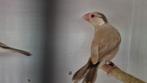 Rijstvogels isabelle 2025., Dieren en Toebehoren, Vogels | Overige Vogels
