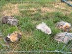 Peruviaan cavia’s beertjes, Mannelijk, Cavia, Tam