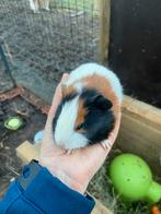 1 cavia beertje te koop, Dieren en Toebehoren, Knaagdieren, Mannelijk, Cavia, Tam