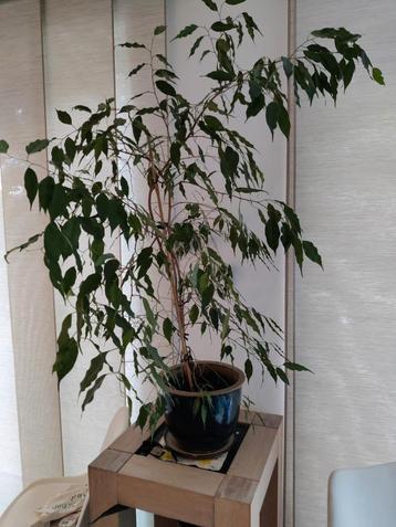 ficus Benjamina gezond 130cm beschikbaar voor biedingen