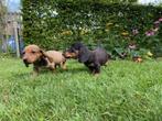 Teckelpups, korthaar en langhaar in verschillende kleuren, Dieren en Toebehoren, CDV (hondenziekte), Meerdere, 8 tot 15 weken