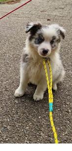Border collie pup, Dieren en Toebehoren, Honden | Herdershonden en Veedrijvers, België, Fokker | Hobbymatig, CDV (hondenziekte)
