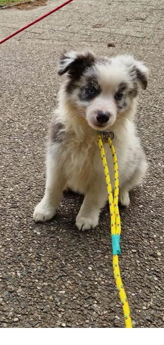 Border collie pup, Dieren en Toebehoren, Honden | Herdershonden en Veedrijvers, Collie, Fokker | Hobbymatig, Meerdere, België