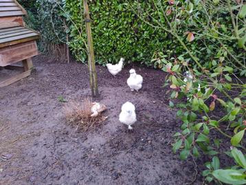 ZIJDEHOENDERS (haantjes)TE KOOP beschikbaar voor biedingen