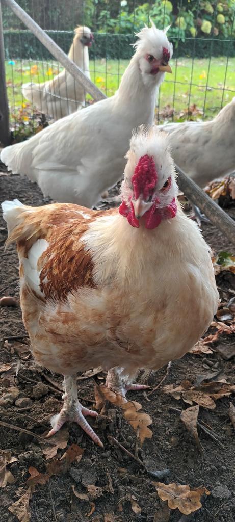 Gratis haan (sier), Dieren en Toebehoren, Pluimvee | Toebehoren, Ophalen
