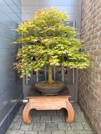 Japanse esdoorn bonsai, Ophalen