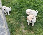 Knappe golden retriever pups, Golden retriever, België, CDV (hondenziekte), 8 tot 15 weken