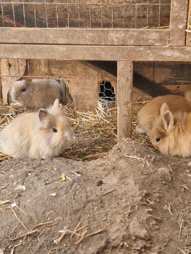 2 leeuwenkop dwergkonijntjes, Dieren en Toebehoren, Konijnen, Dwerg, Meerdere dieren, 0 tot 2 jaar
